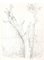 Andrew Roland Brudieux - Saint Moreil Tree - Pencil Drawing - 1960s, Image 1