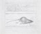 Leone Guida, Ratto morto, disegno a matita, 1971, Immagine 1