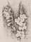 Linda Chittaro, Gladiolus, China Ink, 1956, Imagen 1
