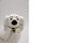 Mid-Century Staffordshire Keramik Spaniel Mantel Hunde 1378-4 von Beswick England, 1960er, 2er Set 2