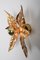 Willy Daro Style Brass Flower Sconce from Massive Lighting, 1970s 4