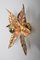 Willy Daro Style Brass Flower Sconce from Massive Lighting, 1970s 3