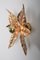 Willy Daro Style Brass Flower Sconce from Massive Lighting, 1970s, Image 3