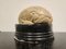 Anatomical Model of the Human Brain, 1950s, Image 6
