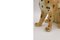 Scultura di ghepardo in ceramica, Italia, anni '70, Immagine 5