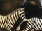 Vaso Zebra Tanzania di René Lalique, Immagine 8