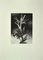 Leo Guida, The Tree, Etching, años 70, Imagen 1
