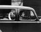 Schwan in einem Auto, Silbergelatine Druck, 1936/1939, Spätere Druckversion 1