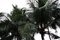 Tijuana Palmen, signierter Oversize Druck in limitierter Auflage, 2013 1