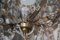Lámpara de araña Maria Theresa italiana grande, años 20, Imagen 9