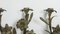 Antique French Wall Candelabra with Lily Flowers, Set of 2, Image 4