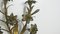 Candelabro antico con fiori di giglio, Francia, set di 2, Immagine 3