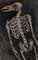 Bird Skeleton von Charlie Pi 3