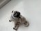 Mid-Century Porcelain Pug Figurine from Meissen, Image 2