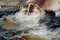Marine Paintings, Early 20th Century, Set of 2, Image 12