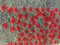 Alfombra turquesa y roja tejida a mano de Zeki Muren, años 50, Imagen 8