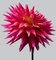 Dahlia # 10, flores rosadas, Imagen 1