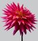 Dalia # 10, flores rosadas, Imagen 1