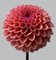 Dahlia # 11, flores rosadas, Imagen 1