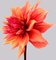 Dahlia # 2, Blumen, Fotografie 1