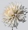 Dahlia # 5, Flores, Fotografía Contemporánea, Imagen 1