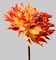 Dahlia # 6, Flowers, Contemporary Photography, Imagen 1