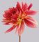 Dahlia #7, Fleurs Roses, Photographie Contemporaine 1
