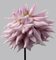 Dahlia # 9, Pink Flowers, Contemporary Photography 1