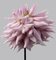 Dahlia #9, Pink Flowers, Contemporary Photography, Image 1
