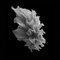 Black Dahlia #2, Noir et blanc, Photographie 1