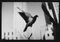 Untitled # 23, Paysage Pigeon Ny de New York, Photographie Noir & Blanc, 2018 1