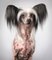 Tia, Chinese Hairless, Unusual Dogs, Portrait, Photography 1