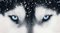 Cleopatra Eyes, Dogs, Portrait 1