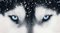 Cleopatra Eyes, Dogs, Portrait, Image 1