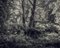 Fern Forest I, fotografía británica, arte contemporáneo, Imagen 1