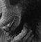Monkey Licking, British Art, Animal Photograph, Image 1