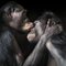 Kissing, British Art, Animal Photograph, Monkey 1