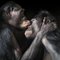 Kissing, British Art, Animal Photograph, Monkey, Image 1