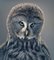 Grace, British Art, Animal Photograph, Owl 1