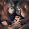 Groupe Familial, Art Britannique, Photographie d'Animaux, Singe 1