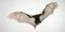 Da Vinci Bat, Britische Kunst, Tierfotografie, Geflügelte Kreaturen 1