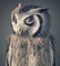 Night Owl, British Art, Animal Photograph, Owl 1