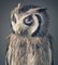 Night Owl, British Art, Animal Photograph, Owl, Image 1