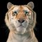 Golden Tabby Tiger, British Art, Animal Photograph, Cats, Image 1