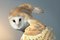 Barney, British Art, Animal Photograph, Owl, Image 1