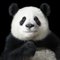 Ya Yun Élégant, Art britannique, Photographie d'animaux, Pandas 1