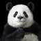 Ya Yun Elegant, British Art, Animal Photograph, Pandas, Image 1