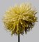 Dahlia #15, Fleurs, Dahlias 1