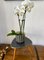 Nierenförmiger Blumentisch oder Pflanzenständer aus Resopal, 1950er 11