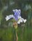 Blaue Spetchley Iris, 2019 1